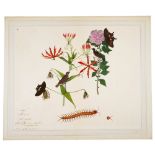 A Spotted Mounia and a Purple-Rumped Sunbird on flowering branches, with butterflies, a caterpillar,