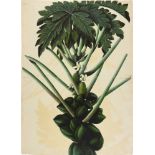 A large illustration of a female papaya tree, a botanical study from the collection of Major James N