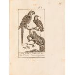 [Ornithologie] Album de 104 dessins originaux à la plume. [Début XIXe siècle]. De la bibliothèque de