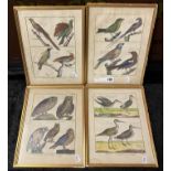 18TH CENTURY ORNITHOLOGICAL PRINTS (4 IN TOTAL) ERA 1740