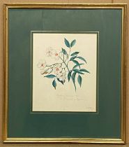 PAIR OF BOTANICAL PAINTINGS