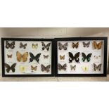 PAIR OF FRAMED TAXIDERMY ASSORTMENTS OF BUTTERFLIES IN CASES