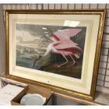 ROSEATE SPOONBILL FRAMED PRINT