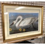 SWAN FRAMED PRINT