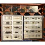 COLLECTION OF CASED INSECTS