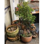 VARIOUS PLANTS & POTS