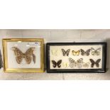 2 CASED DISPLAYED BUTTERFLIES