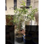 LARGE TREE IN A POT