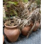 3 TERRACOTTA POTS WITH PLANTS