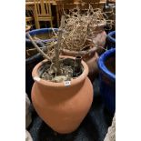 3 TERRACOTTA POTS WITH PLANTS