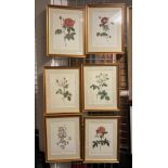 AFTER PIERRE- JOSPEH REDOUTE ''ROSES'' SET OF 6 LITHOGRAPHS 1956 - 36CM X 26CM EACH