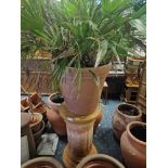 PLANT ON TERRACOTTA STAND