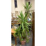 POTTED YUCCA PLANT