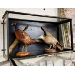 2 TAXIDERMY PHEASANT & FOX TAILS IN A DISPLAY CASE 91CMS (L) X 40CMS (H) X 32CMS (W)