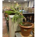 POTTED PLANT - AGAVE ATTENUATE