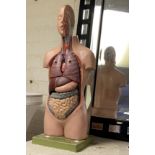 ANATONICAL ADAM ROUILLY BODY WITH DETACHABLE COMPONENTS 54CMS (H) APPROX