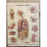 THE DIGESTIVE SYSTEM ANATOMICAL POSTER ADAM ROUILLY