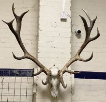 15 POINTER DEER SKULL & ANTLERS