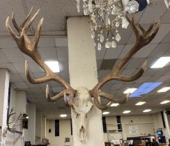 19 POINTER DEER SKULL & ANTLERS