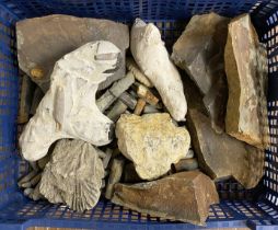 TRAY OF EARLY FOSSILS