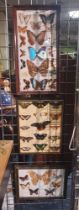 3 FRAMED BUTTERFLY COLLECTIONS