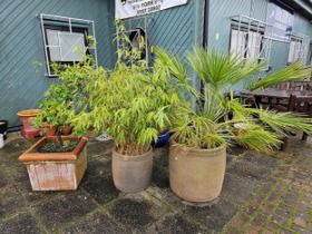 A large bamboo plant in planter and two other plants in planters, PLEASE NOTE, these are very heavy