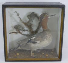 Taxidermy; a late 19th century cased duck standing in a naturalistic setting, 31cm wide