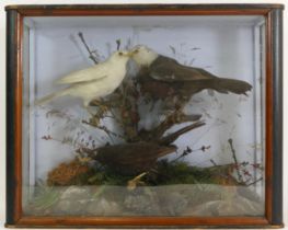 Taxidermy; a late 19th century cased set of three birds standing in a naturalistic setting, 39x50cm,