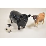 Three Beswick animal figure studies including Aberdeen Angus Bull no. 1562, Sheep no.1765 and Jersey