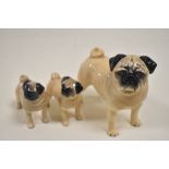 Three Beswick Cutmil Cupie Pug dog figure studies two smaller examples and one larger.