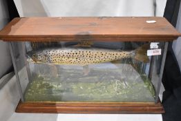 A cased Taxidermy study of a Sea Trout