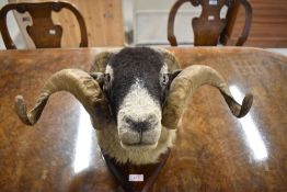 A Taxidermy study of a Swaledale rams head mounted on a shield by lakeland taxidermist Simon Wilson