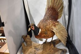 A Taxidermy study of a cock pheasant perched on a log