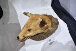 A taxidermy fox mask mounted on a flat cap