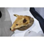 A taxidermy fox mask mounted on a flat cap