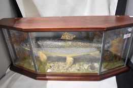 A cased Taxidermy study of a Trout