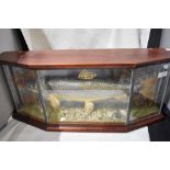 A cased Taxidermy study of a Trout