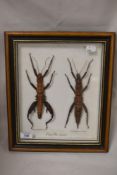 Two entomology studies stick insects Eurycantha Horrida in a glazed case.