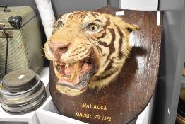 A 1922 taxidermy Malayan tiger head mounted on oak shield,' Malacca, January 7th 1922.