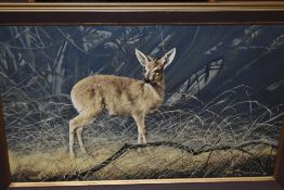 Craig Bone, (contemporary), an oil painting, 'Duiker' a south African form of antelope, signed