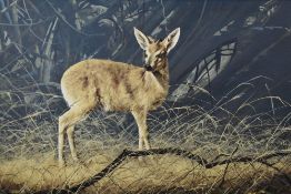 Craig Bone (Zimbabwe, contemporary), an oil on canvas, a Duiker, signed and dated (19)85,