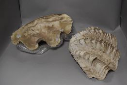 An antique large sized double clam shell 'Tridacna Squamosa Giga' of natural history and marine