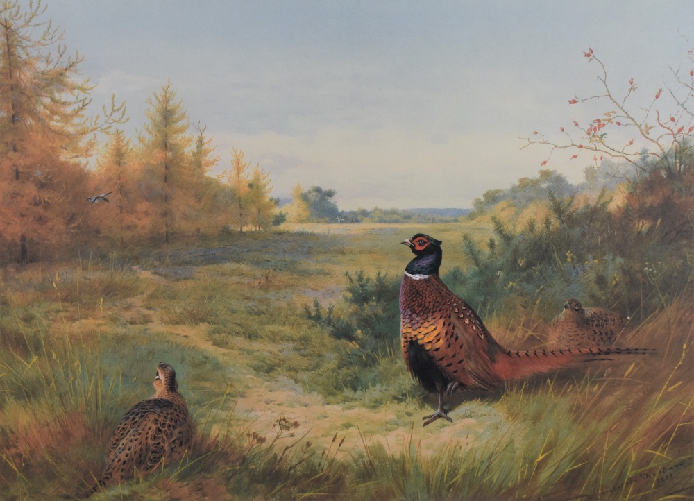 After Archibald Thorburn (Scottish 1860-1935) a limited edition colour print, Pheasants, numbered