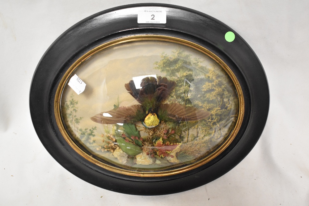 Two Victorian sets of cased taxidermy humming bird studies in domed glazed display cases with oval - Image 3 of 4