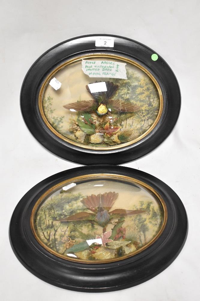 Two Victorian sets of cased taxidermy humming bird studies in domed glazed display cases with oval