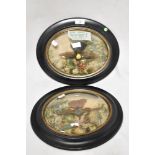 Two Victorian sets of cased taxidermy humming bird studies in domed glazed display cases with oval