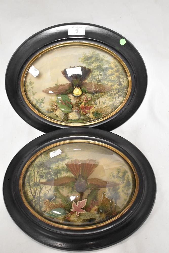 Two Victorian sets of cased taxidermy humming bird studies in domed glazed display cases with oval - Image 4 of 4