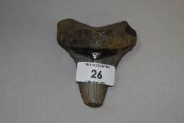 A fossilised sharks tooth, sections of apical and serrations missing.