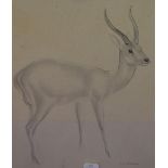 John Rattenbury Skeaping RA (1901-1980), pencil and wash, Deer, signed to the lower right, framed