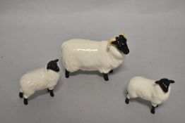 A Beswick pottery Blackface sheep study and two lamb studies.